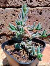 【匿名配送】 原種 Delosperma Cooperi デロスペルマ クーペリー 通称 Ice Plant アイスプラント 多肉植物 珍奇植物_画像4