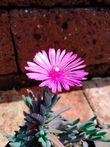 【匿名配送】 原種 Delosperma Cooperi デロスペルマ クーペリー 通称 Ice Plant アイスプラント 多肉植物 珍奇植物