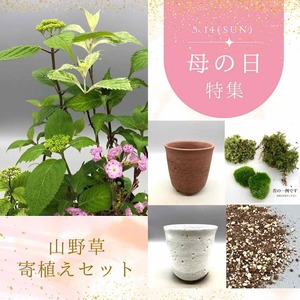 山野草 寄せ植えセット【白釉薬鉢バージョン】　母の日/ギフト/紫陽花/アジサイ/送料無料