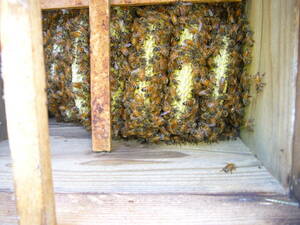 西洋蜜蜂　巣箱　ミツバチ　みつばち　金稜辺　　西洋ミツバチ