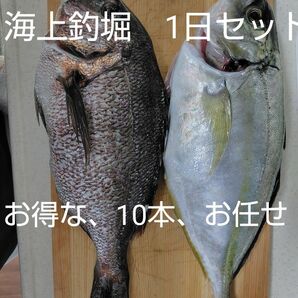 海上釣堀　替え針　10本セット　1日お任せ　全魚種