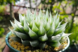 ハオルチア　村雨　子苗