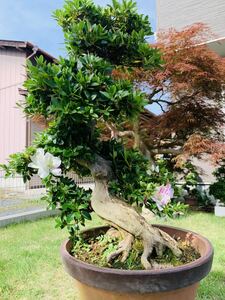  Rhododendron indicum бонсай 