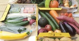 【お買い得】茨城県産野菜詰め合わせ　野菜セット　野菜ボックス　コンパクトボックス