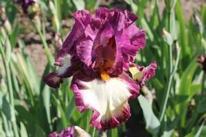  german Iris элегантный . красивый . произведение I bgotoa ритм 