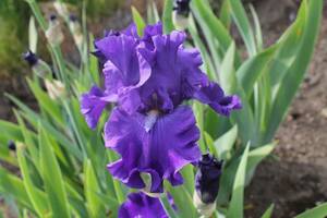  german Iris установленный мягкий цвет блюз певец 