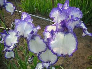  german Iris освежение . большой колесо klieiteb стежок -