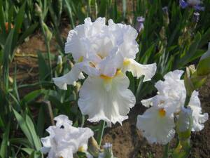  german Iris белый. цвет. . другой . красивый цент Helen z попутный поток 