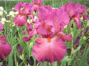  german Iris интенсивный . цвет. отличный reti friend 