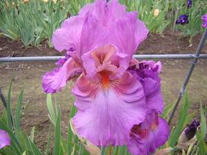  german Iris добрый замечательный цвет peru автомобиль n Berry 