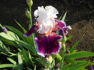  german Iris . фиолетовый. цвет. ... замечательный яблоко -