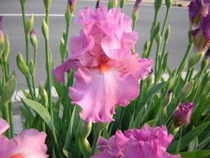  german Iris красный розовый. цвет . симпатичный low ze