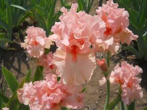  german Iris прекрасный . розовый. отличный цвет гонки Aristo Lee 