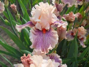  german Iris прекрасный . великолепный цвет центральный линия 