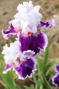  german Iris элегантный . роскошный . большой колесо da- человек gtesepshon