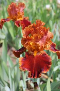  german Iris красный группа глянец цвет . красивый lasla-