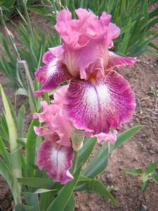  german Iris добрый замечательный цвет балка mb.-ti