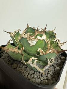  agave chitanotasi- The -