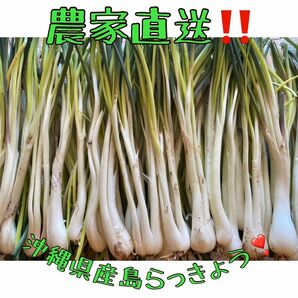 島らっきょう　沖縄県産　農家直送　500g