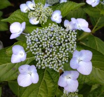 開花イメージです(トリミング・転載は厳禁)