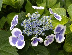 *... hydrangea. seedling .. selection [ purple type part ] label attaching regular goods,5 number pot *