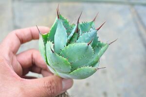 アガベ 風雷神　縞斑　多肉植物 作り込み ポタトラム 斑入り チタノタ Agave 錦 