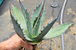 アガベ アプラナータ　大株　Agave 特選 孫悟空　メリコ錦　斑入り　地植え　チタノタ　フェロックス