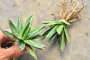 アガベ 笹の雪　バスタマンテ　2株セット　多肉植物 五色万代 ロファンサ チタノタ Agave 樹氷x笹の雪 