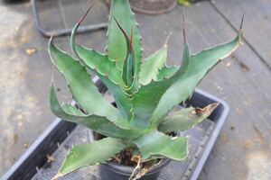 アガベ サルミアナ　クラッシスピナ　大株　Agave 陽炎　地植え　多肉植物 ポタトラム フェロックス　チタノタ