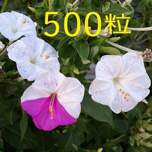 ③おしろい花の種 多年草