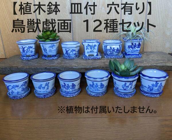 【鳥獣戯画　植木鉢　お得な12種セット】12種類　 穴有り 皿付 多肉植物　観葉植物　かえる　うさぎ　蛙　兎　染付　鉢カバー