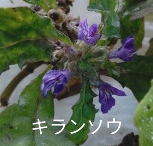 キランソウ 抜き苗 山野草 薬草 生薬