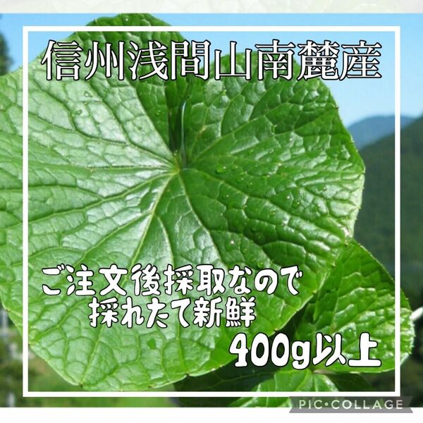 【信州浅間山南麓産】天然 葉わさび 400g以上　天然ミニ生わさび付き