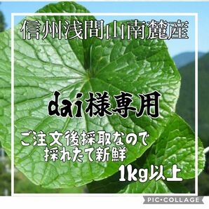 ※dai様専用ページ※ 天然 葉わさび 1キロ 生わさび数本お付けします