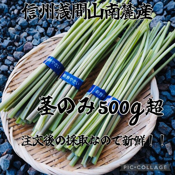 ◆信州浅間山南麓産◆天然 葉わさび 茎のみ500g以上 天然ミニ生わさび1本付き