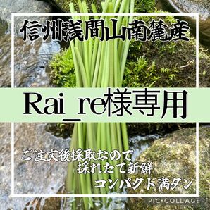 【Rai_re様専用ページ】天然 茎わさび コンパクト満タン 天然ミニ生わさび1〜2本付き