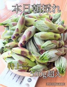 【本日朝採れ】②信州菅平産 ハリギリ蕾(特上) 500g超え ※冷蔵保存中