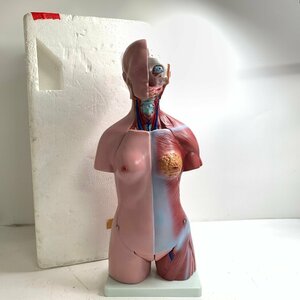 f001 N human body model total length approximately cm woman model upper half of body . vessel medicine teaching material internal organs model 