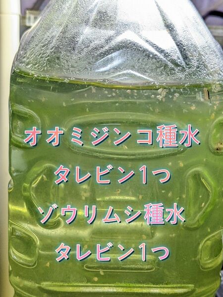 オオミジンコ種水(タレビン1つ)+ゾウリムシ種水(タレビン1つ)☆お得なスターターセット☆
