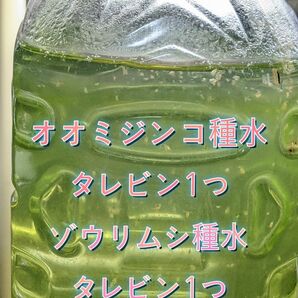 オオミジンコ種水(タレビン1つ)+ゾウリムシ種水(タレビン1つ)☆お得なスターターセット