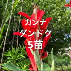 カンナ　ダンドク　抜き苗　苗　花