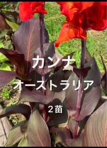 カンナ　オーストラリア　抜き苗　苗　花