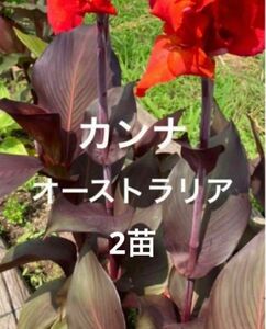 カンナ　オーストラリア　抜き苗　苗　花