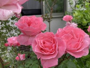 5本 四季咲き　ネコポス　クイーンエリザベス　強健種　ピンク　挿し木　挿し穂　差し穂　バラ　薔薇　ばら　送料無料　　