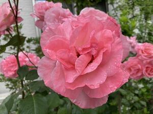 5шт.@ 4 сезон .. кошка pohs Queen Elizabeth чуть более . вид розовый .. дерево ... разница .. роза роза ..