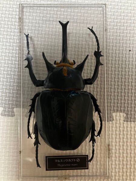 マルスゾウカブト オス 標本 フィギュア