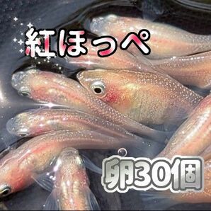 紅ほっぺ　メダカ　卵３０個以上