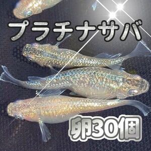 プラチナサバ　メダカ　有精卵３０個＋α(保証分) セット販売最大８００円引き中