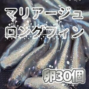 マリアージュロングフィン　メダカ　卵３０個以上