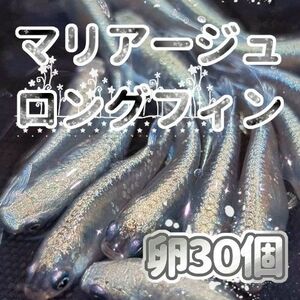 マリアージュロングフィン　メダカ　有精卵３０個＋α(保証分) セット販売最大８００円引き中